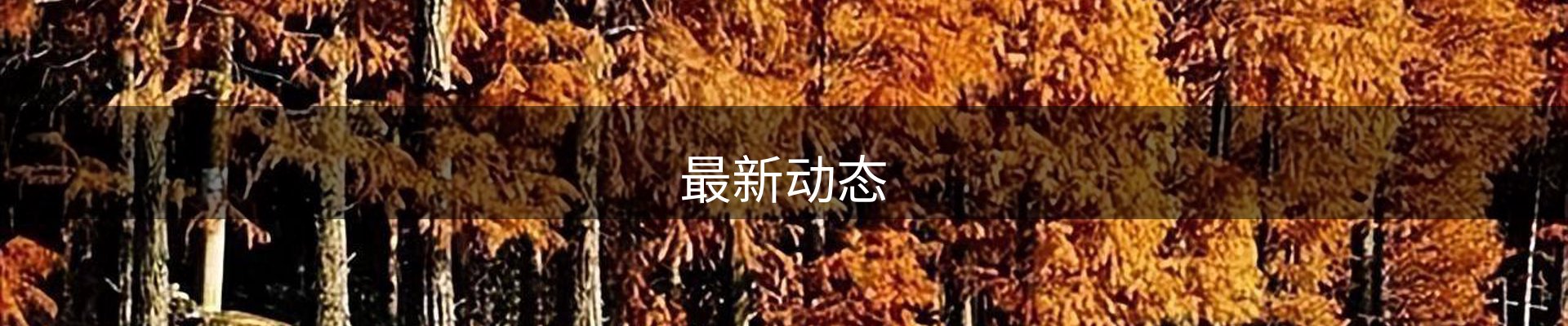 最新动态